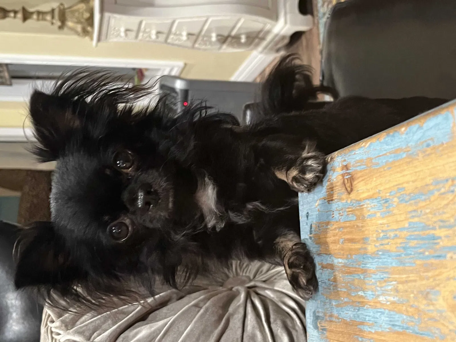 Lost dog in Fallbrook, CA, 92028