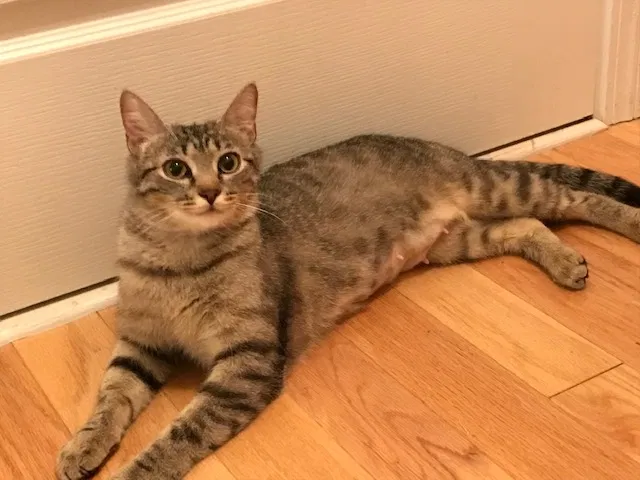 Lost cat in Woodstock, GA, 30188