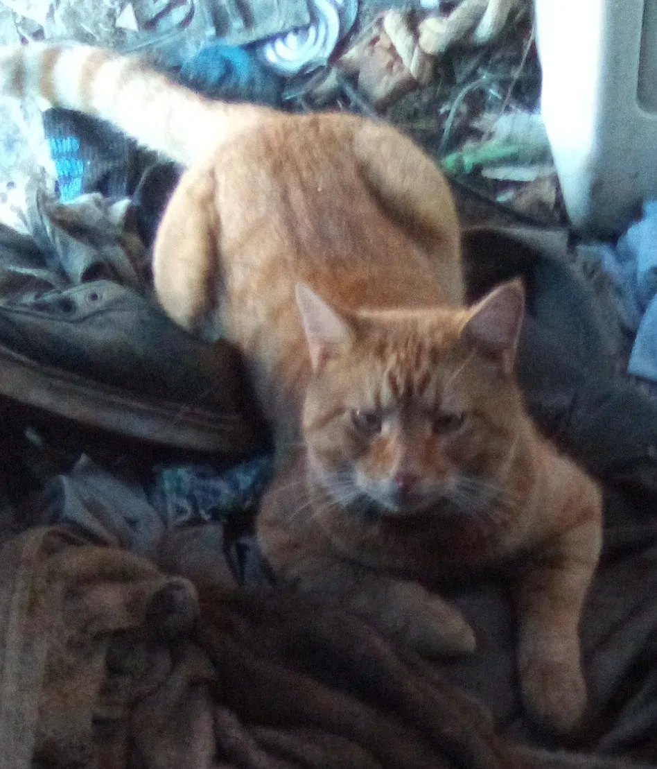 Lost cat in Harrodsburg, KY, 40330
