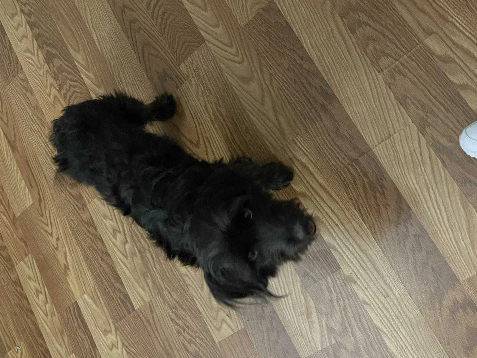Lost dog in Decatur, AL, 35603