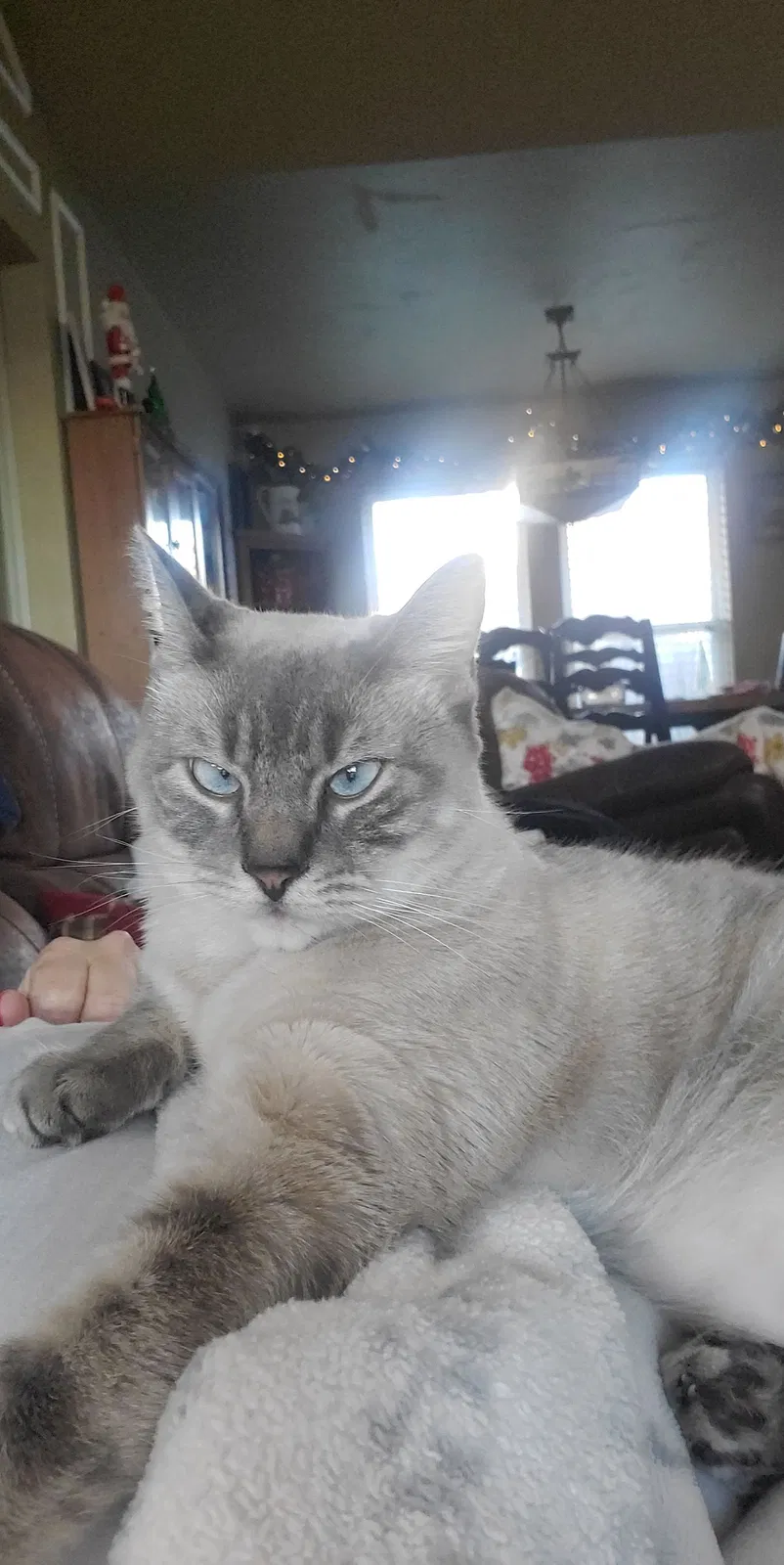 Lost cat in Royse City, TX, 75189