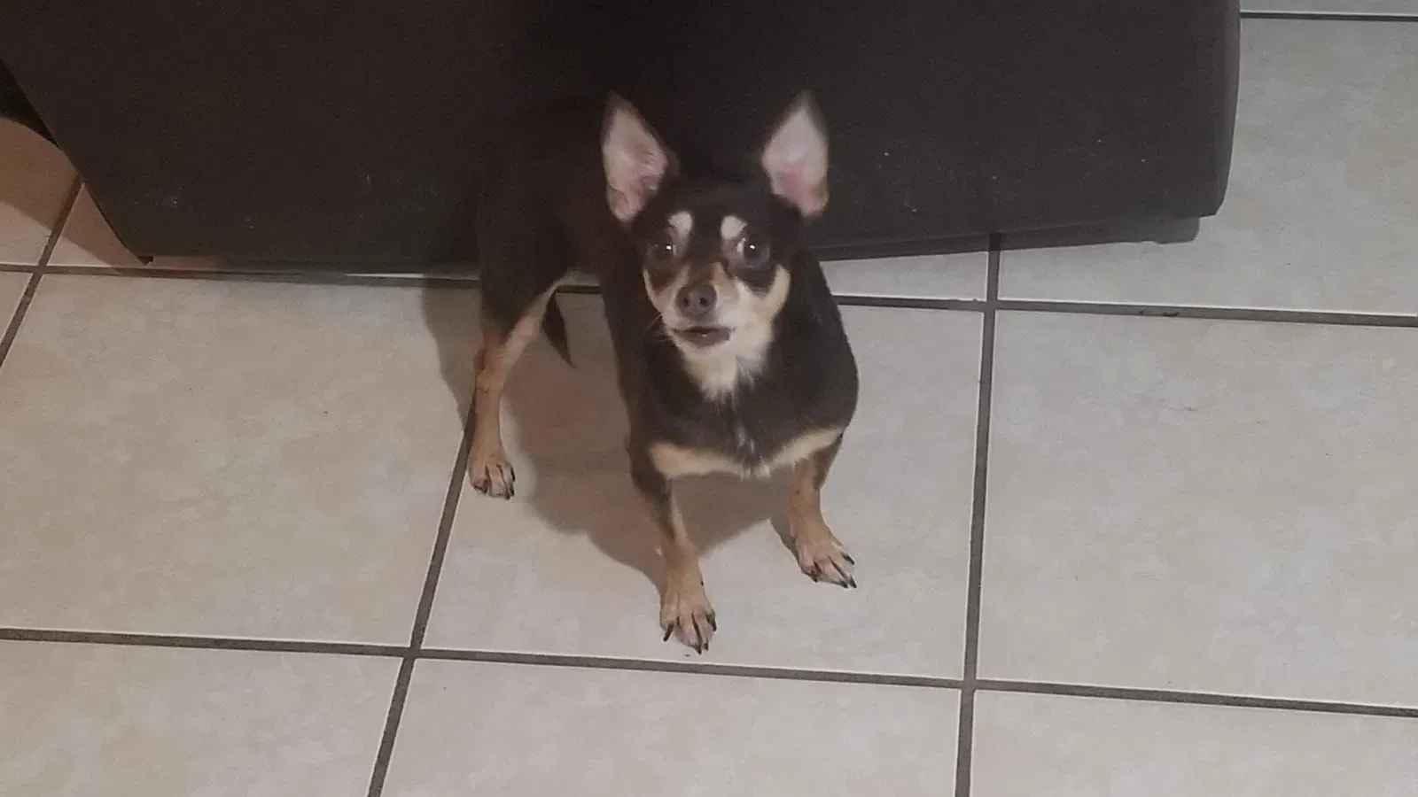 Lost dog in Mission, TX, 78574