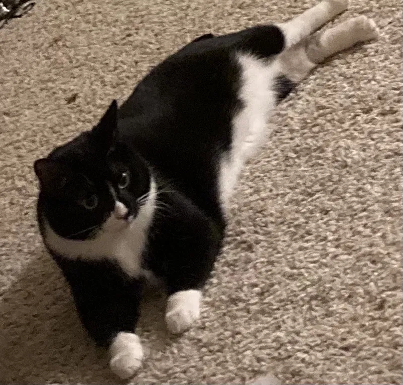 Lost cat in Knoxville, TN, 37923