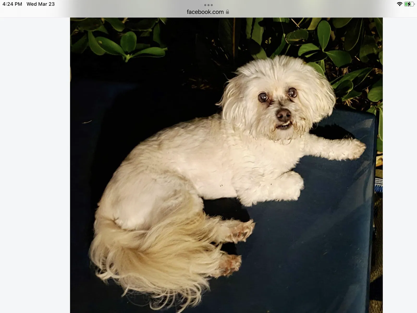 Lost dog in Fort Lauderdale, FL, 33305