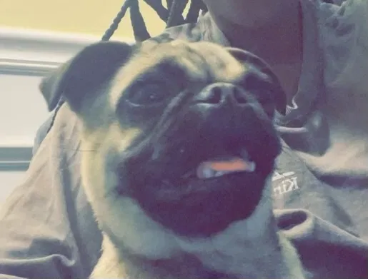 Lost dog in East Hartford, CT, 6108
