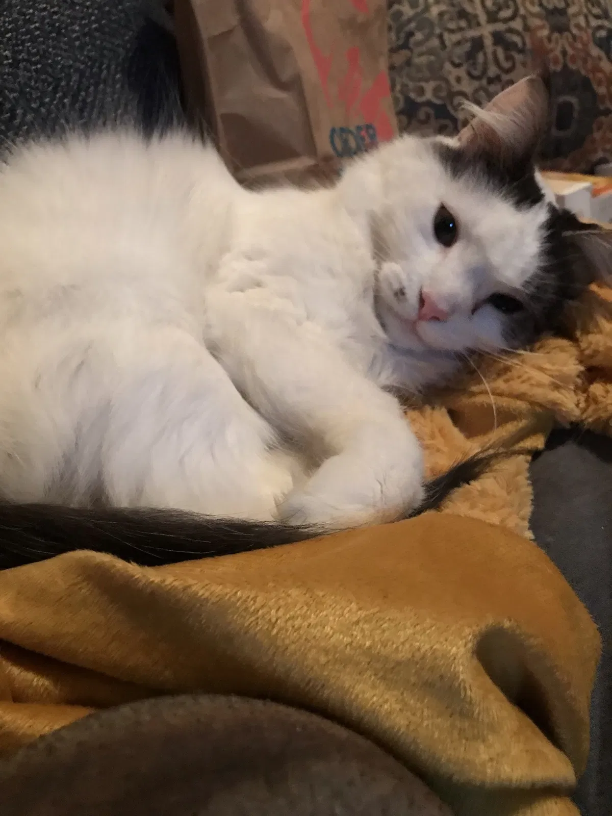 Lost cat in Yonkers, NY, 10701