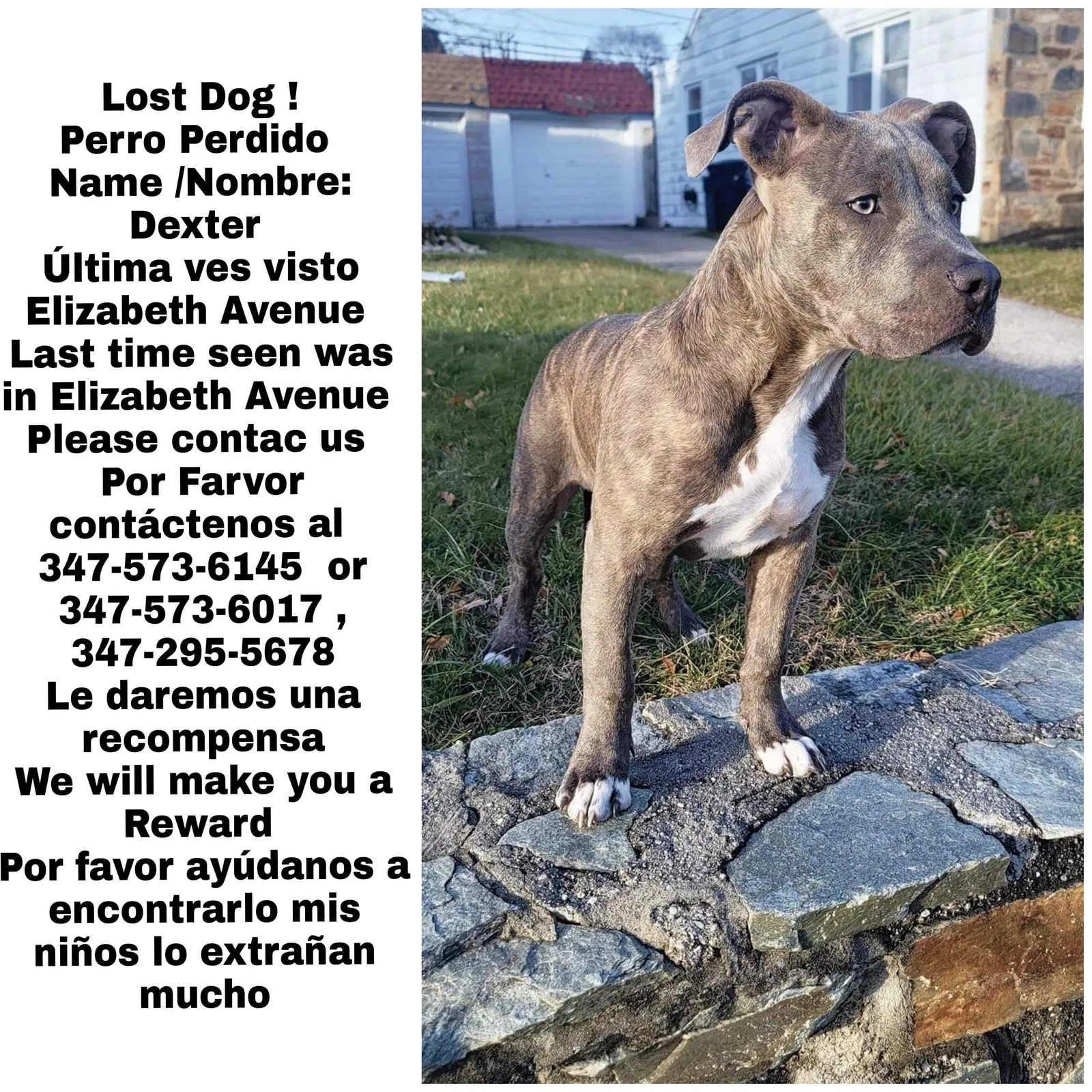 Lost dog in Elizabeth, NJ, 7201