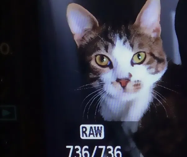Lost cat in Daytona Beach, FL, 32118