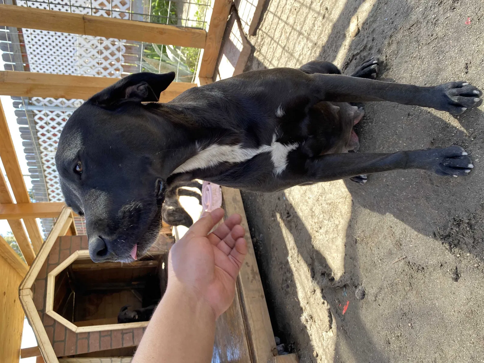 Lost dog in San Jacinto, CA, 92583