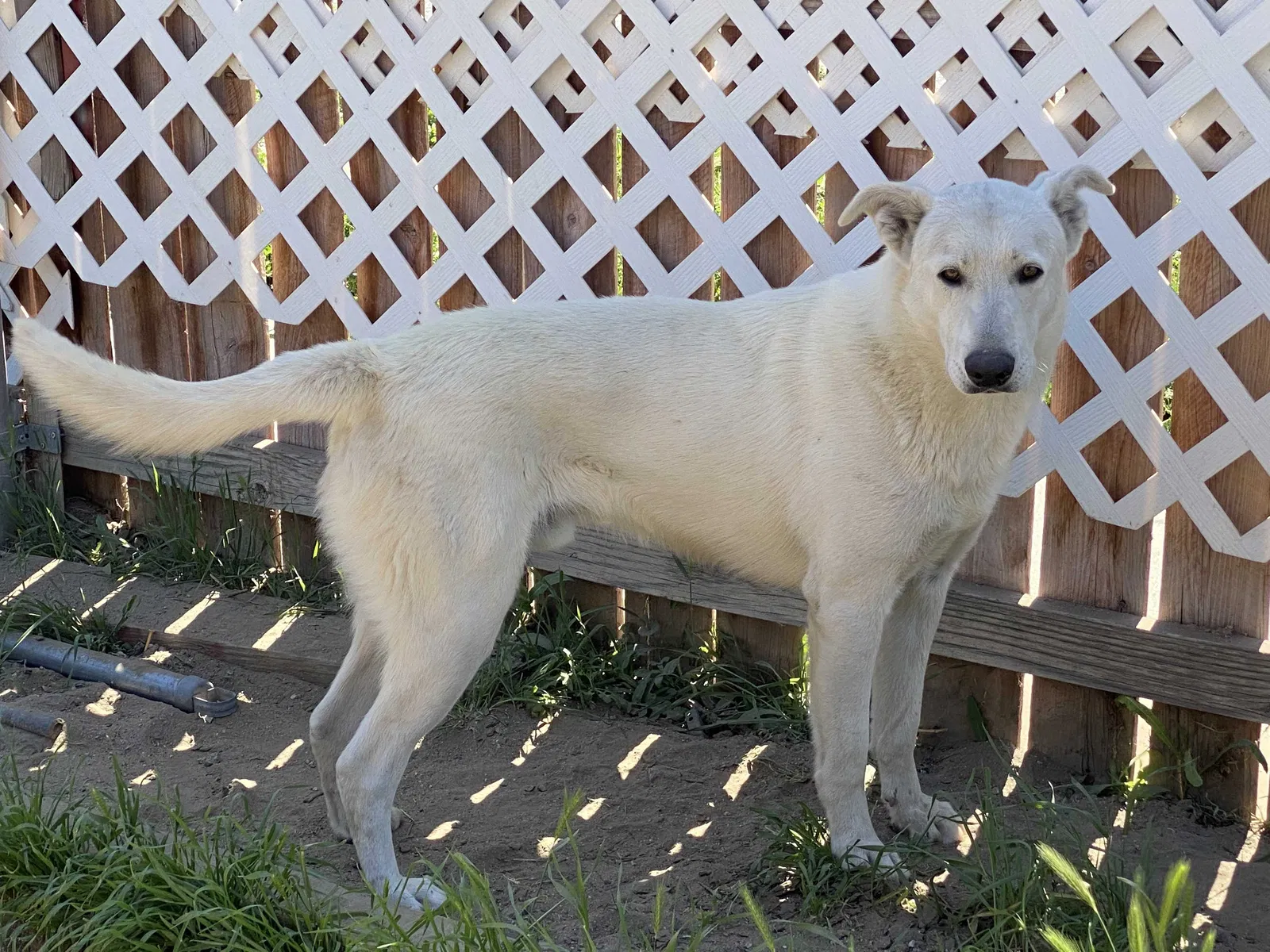 Lost dog in San Jacinto, CA, 92583