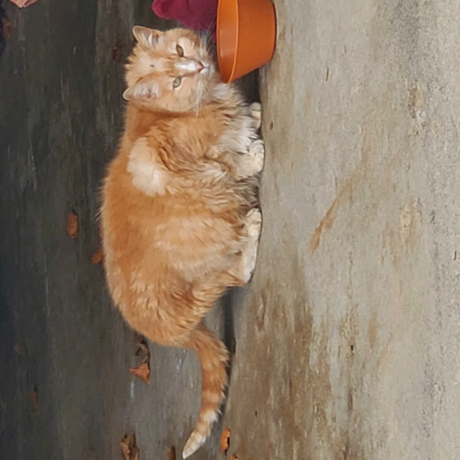 Found cat in Roseville, MI, 48066