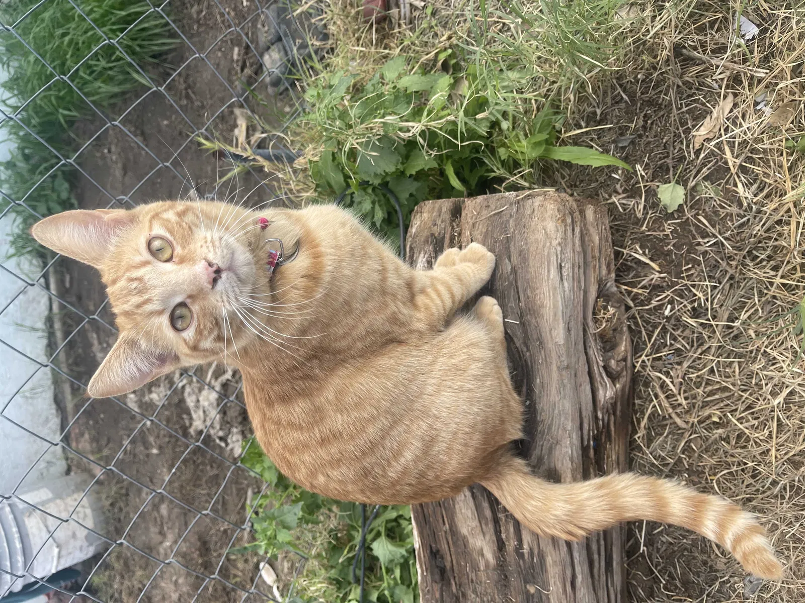 Lost cat in Needles, CA, 92363