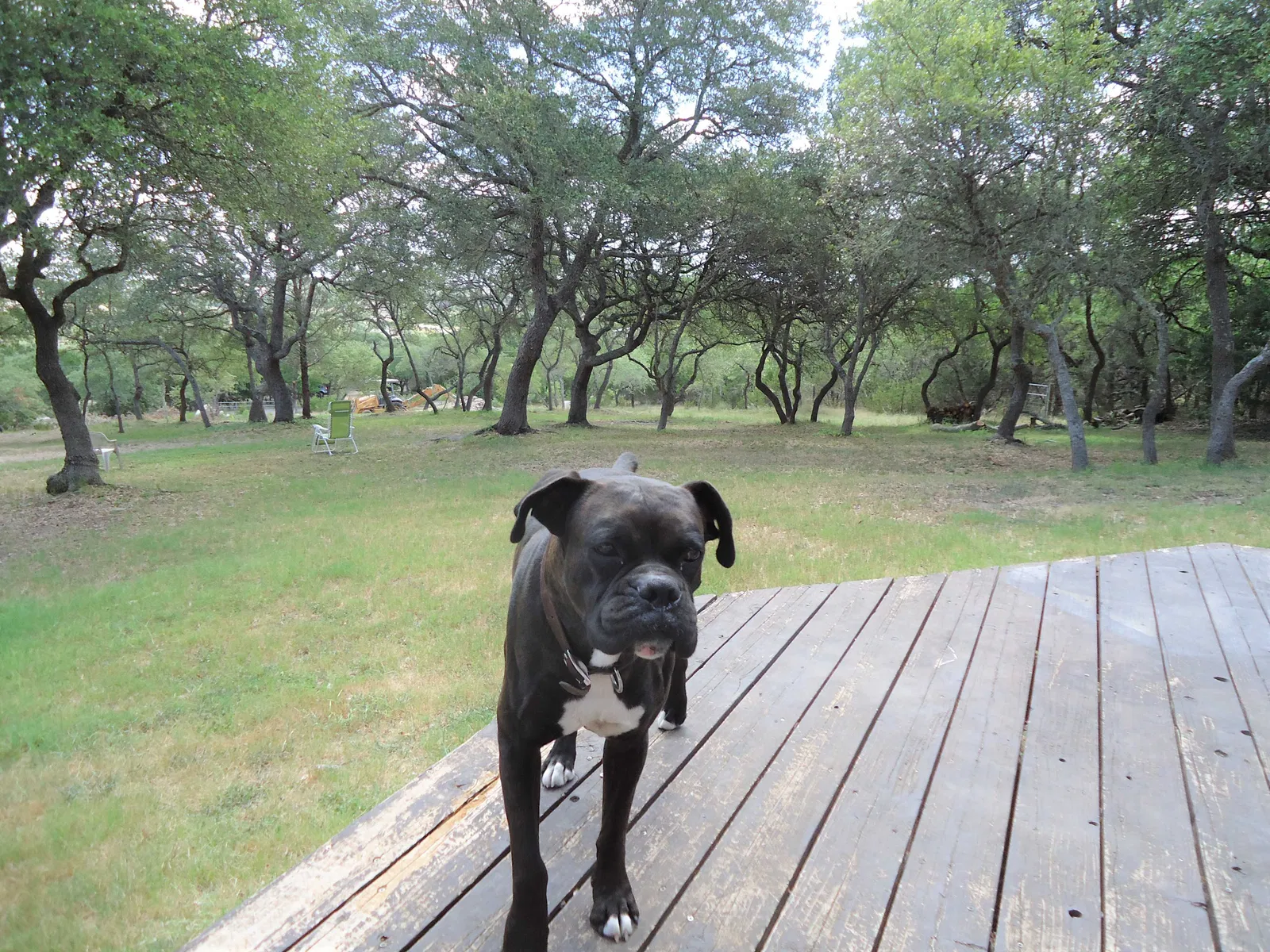 Lost dog in Dripping Springs, TX, 78620