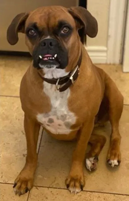 Lost dog in Dripping Springs, TX, 78620