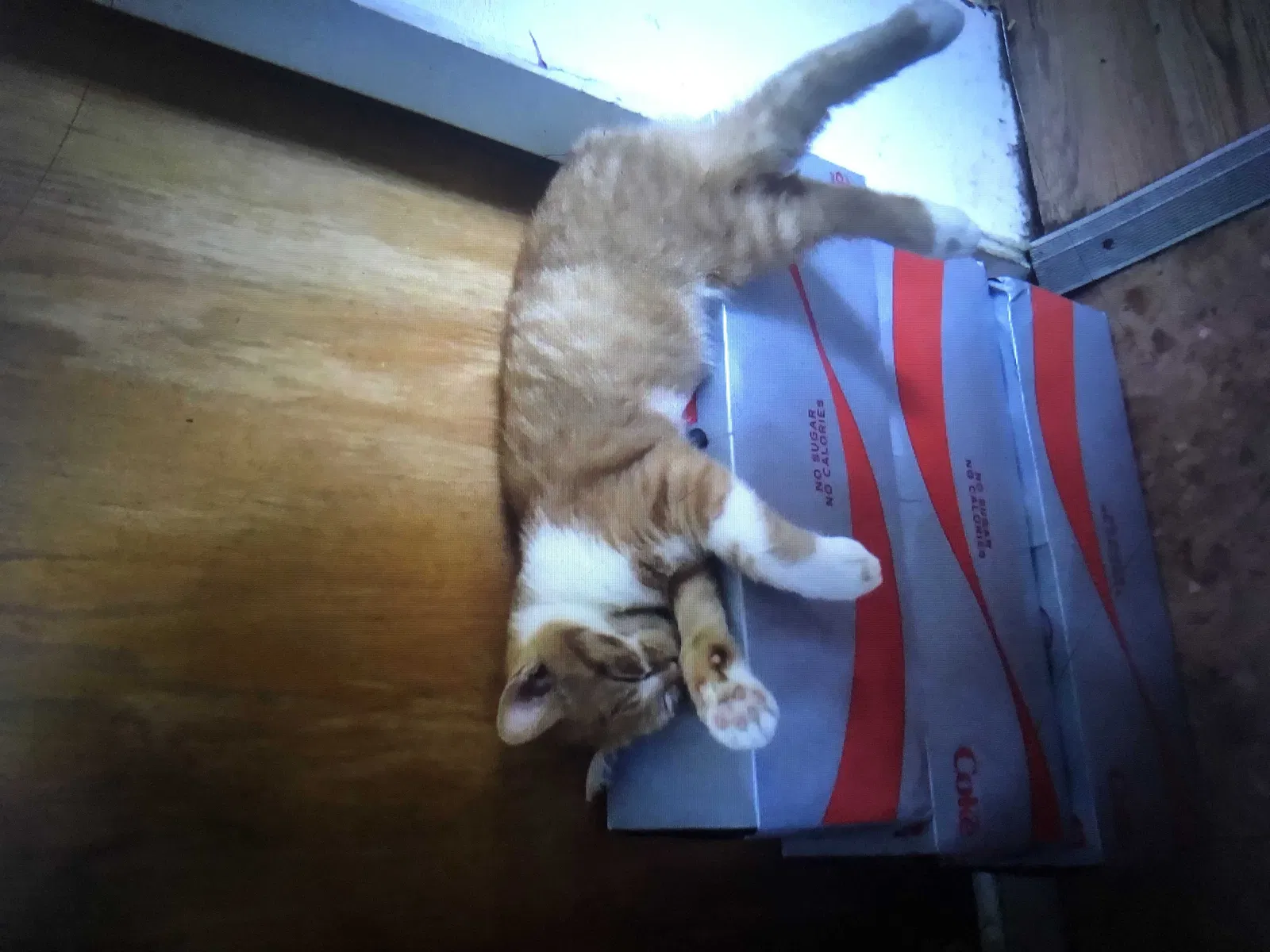 Lost cat in Columbus, OH, 43207