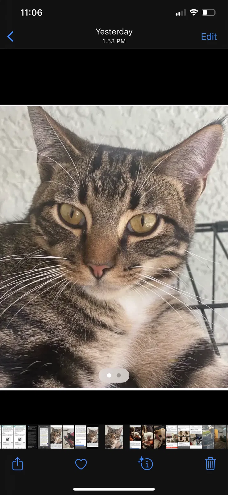 Lost cat in Dade City, FL, 33523