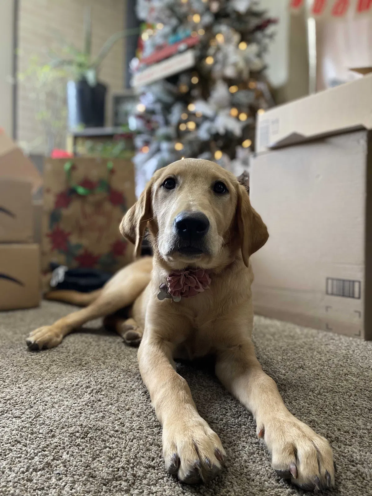 Lost dog in Ogden, UT, 84401