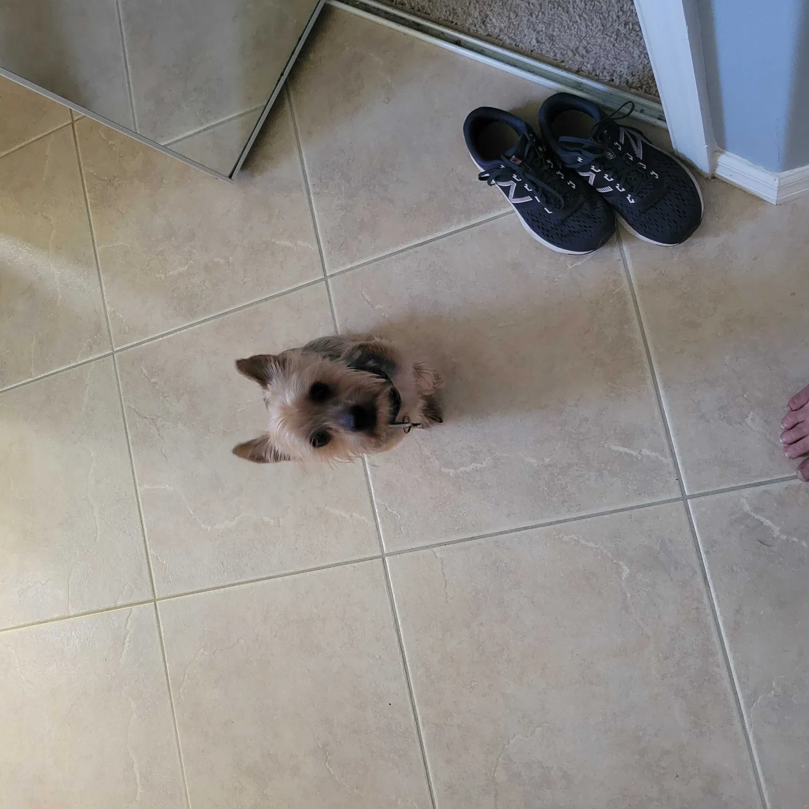 Lost dog in Port Saint Lucie, FL, 34953