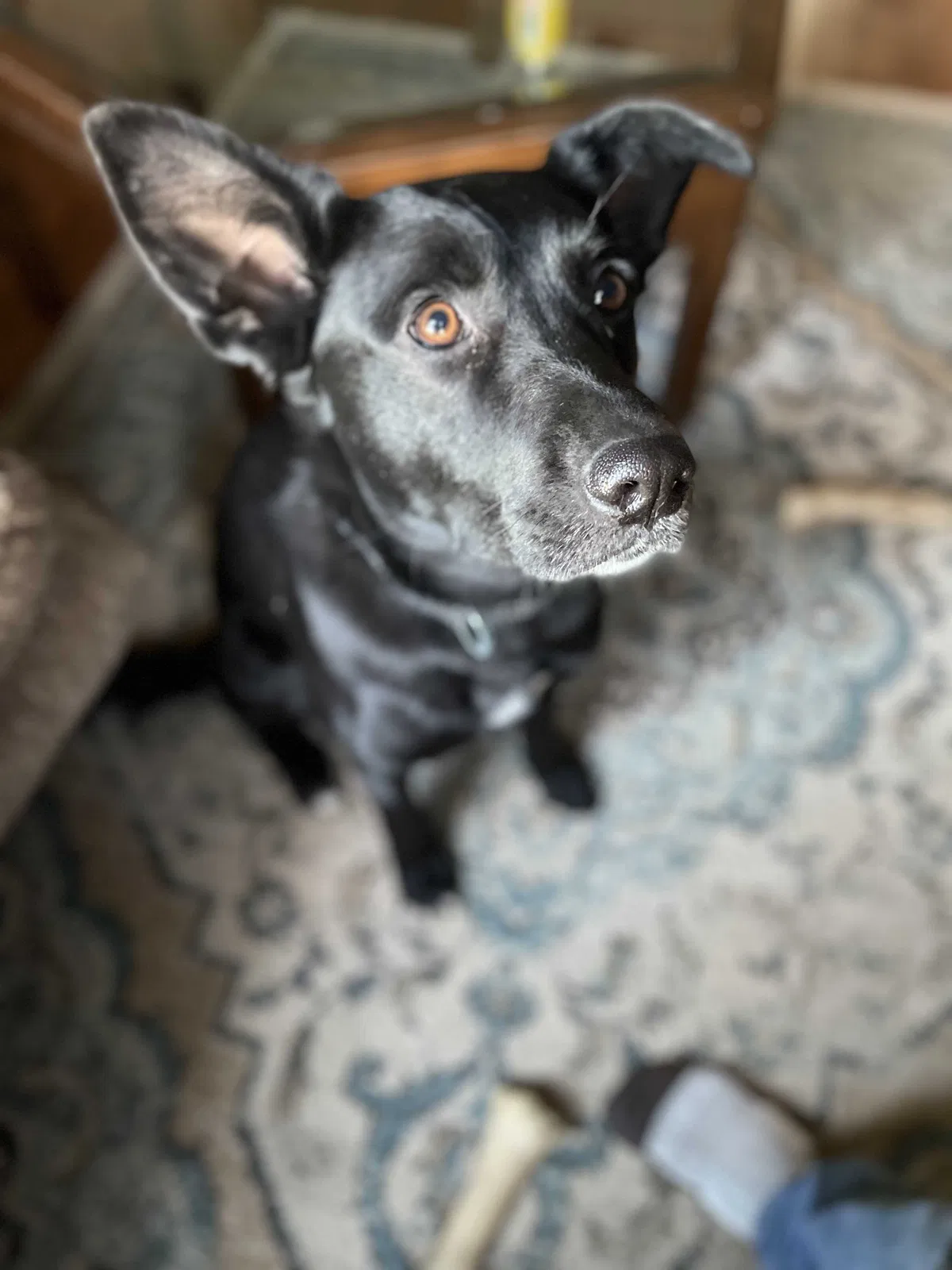 Lost dog in Springfield, MO, 65807