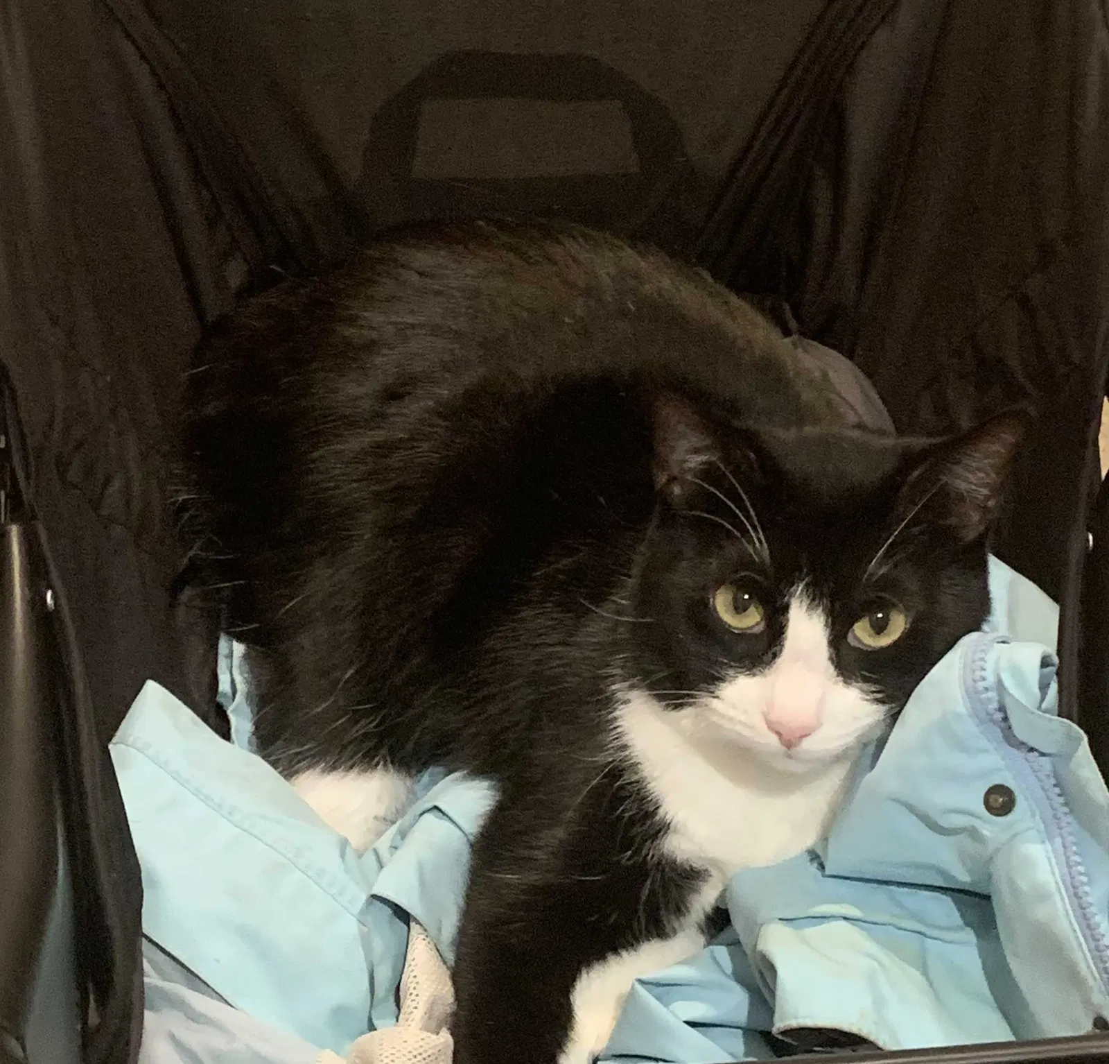 Lost cat in Lagrange, GA, 30241