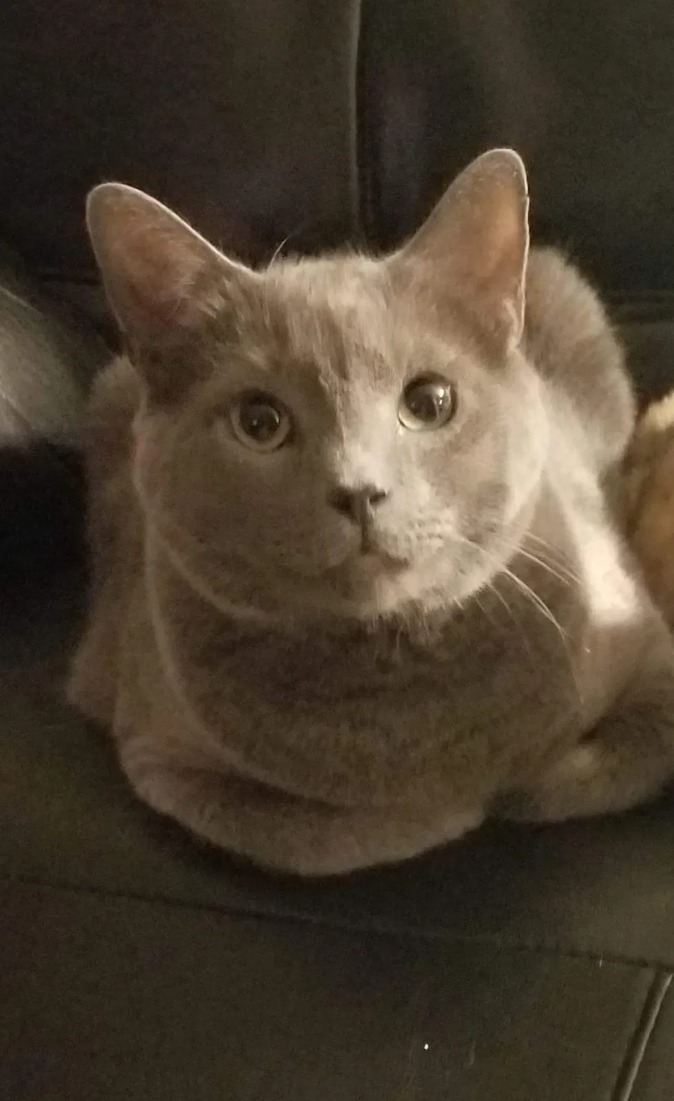 Lost cat in Ridley Park, PA, 19078