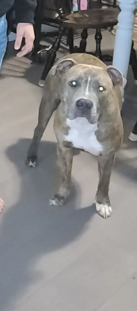 Lost dog in New Castle, IN, 47362