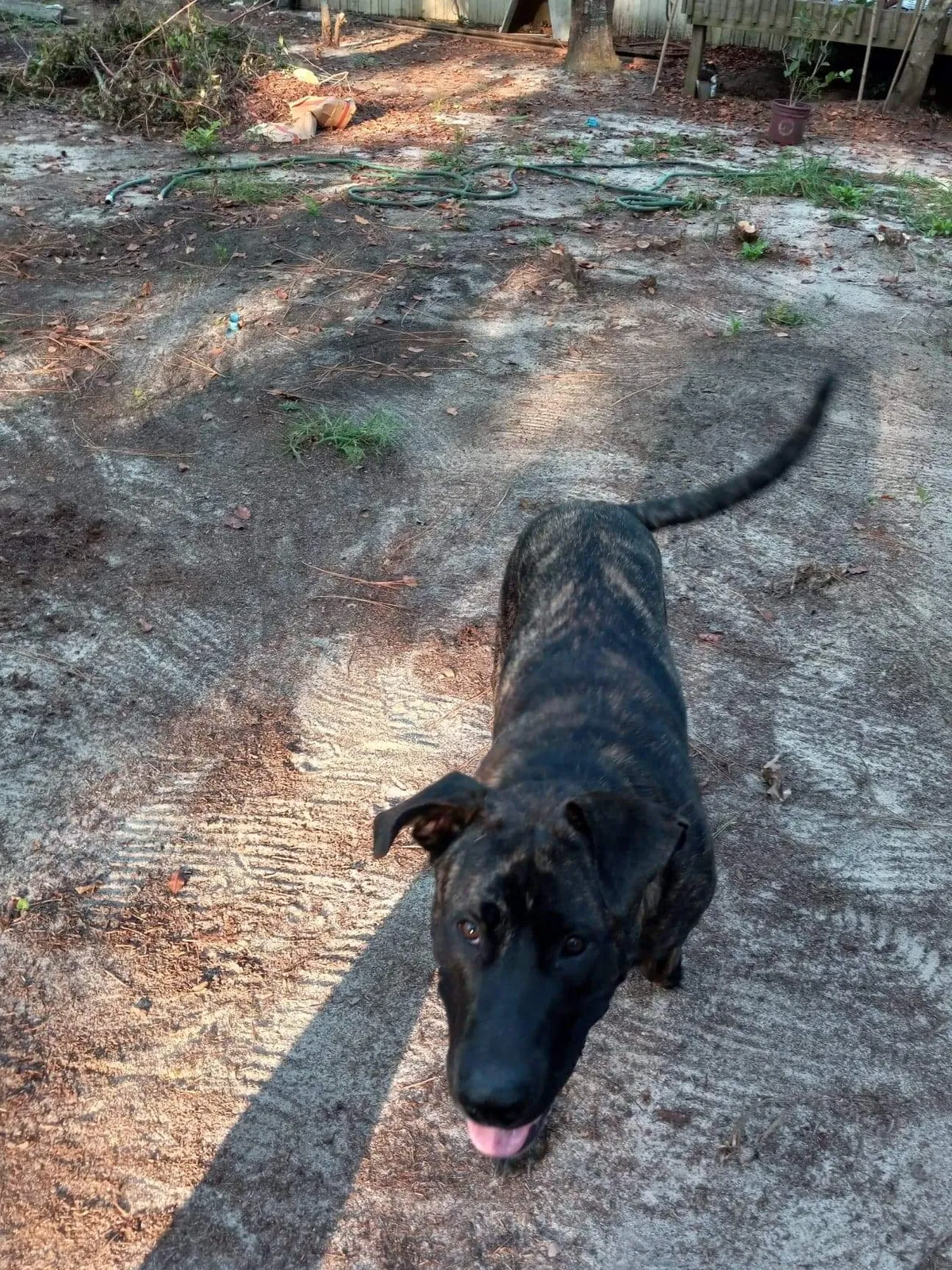 Lost dog in Gilbert, SC, 29054
