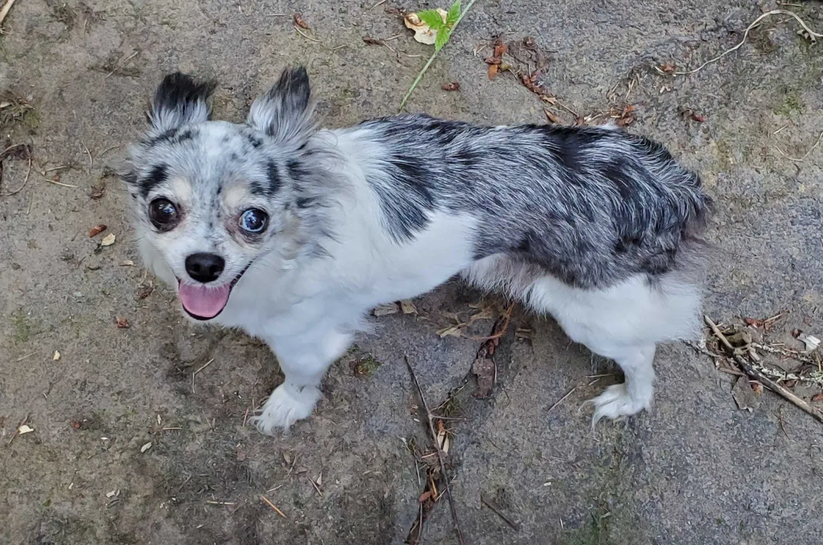 Lost dog in Portland, OR, 97267