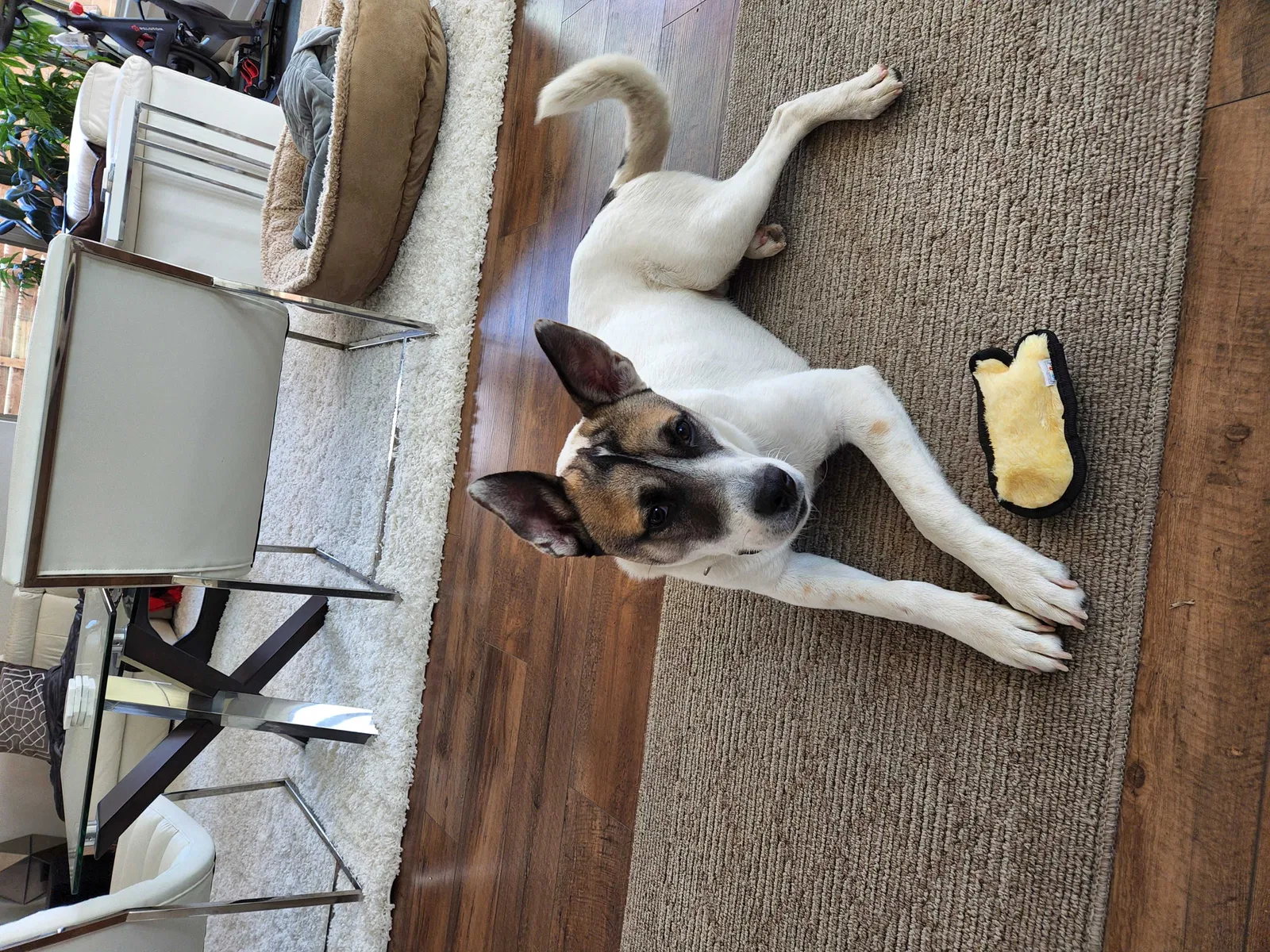 Found dog in Austin, TX, 78758