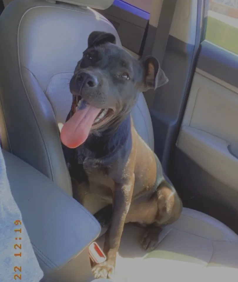 Lost dog in Jacksonville, FL, 32208
