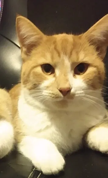 Lost cat in Burlington, NC, 27217