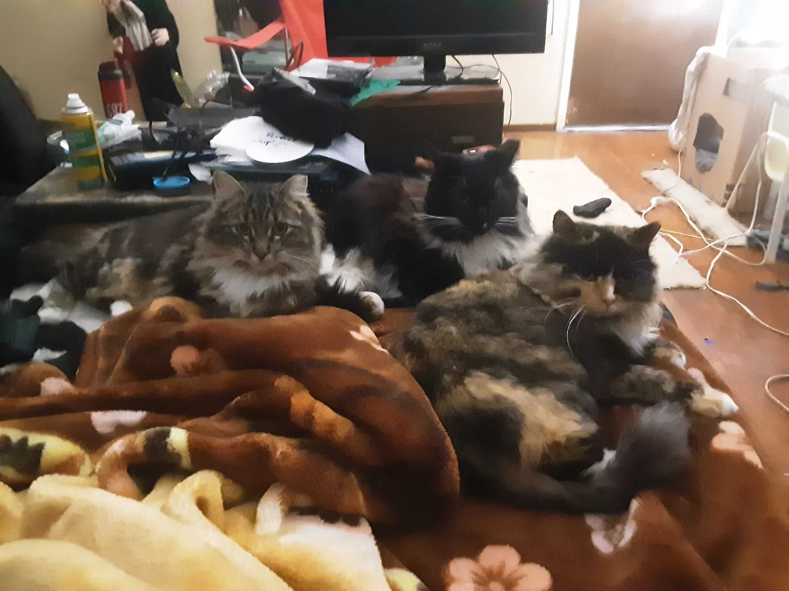 Lost cat in Modesto, CA, 95356