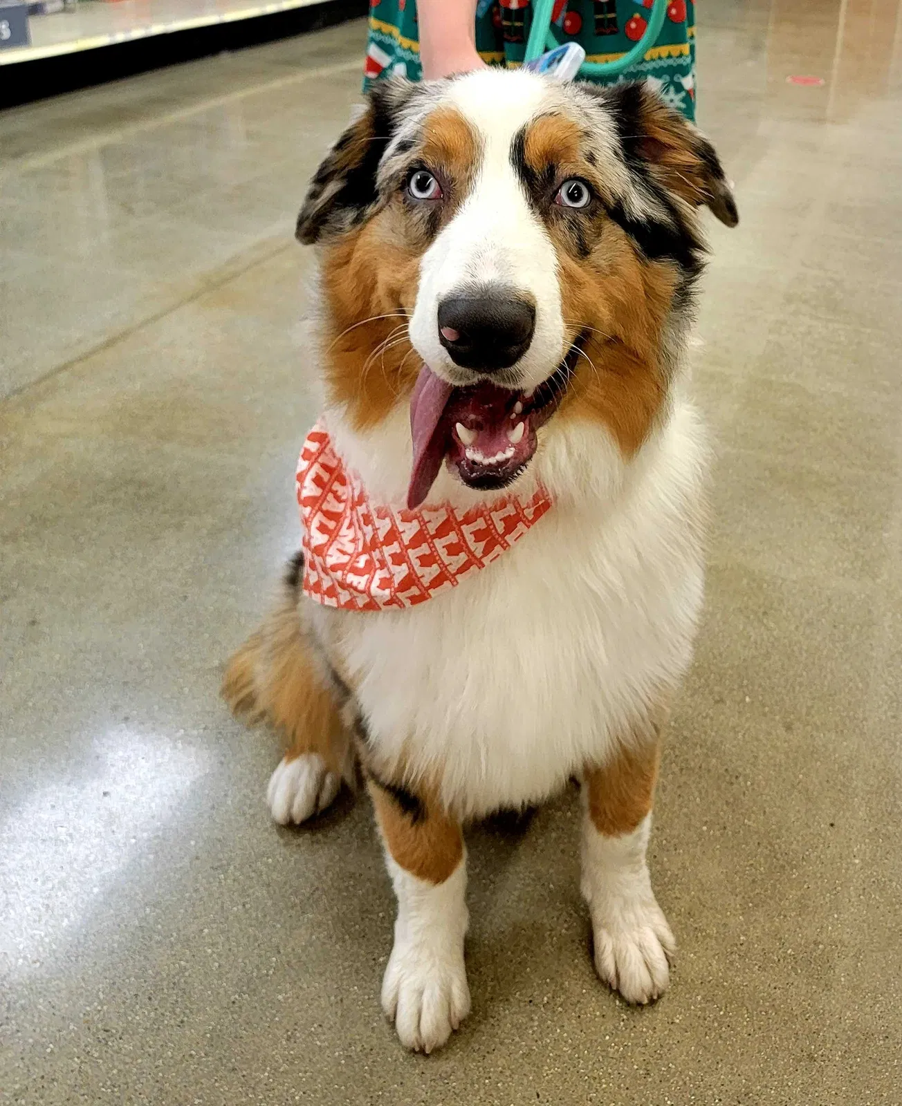 Lost dog in Muskegon, MI, 49442