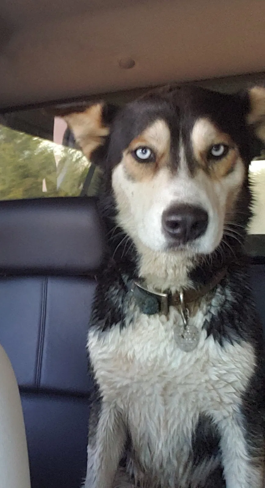 Lost dog in Newalla, OK, 74857