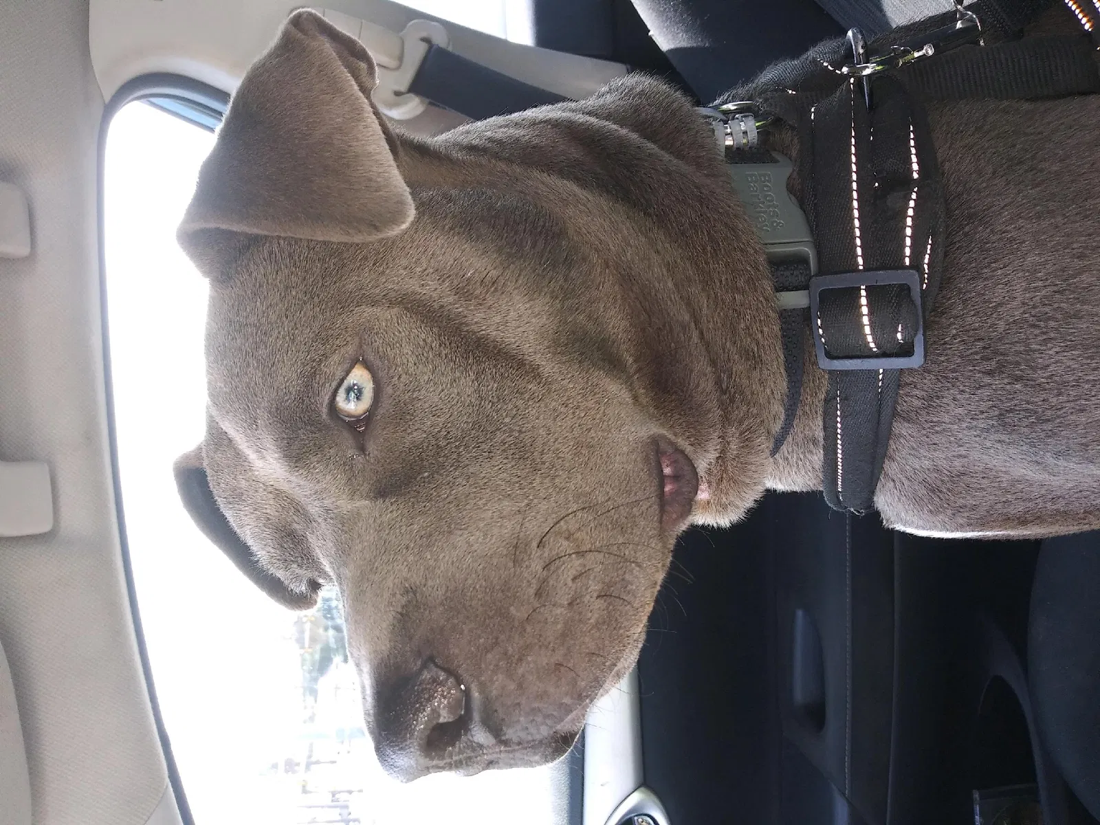Lost dog in San Antonio, TX, 78211
