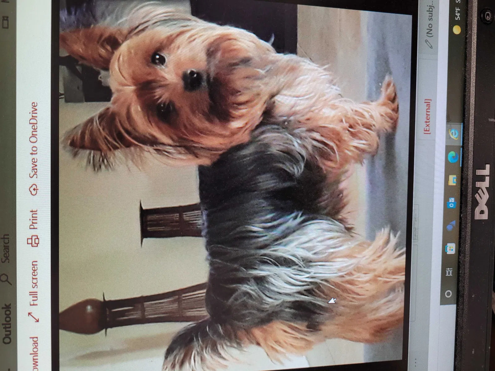 Lost dog in Orlando, FL, 32809