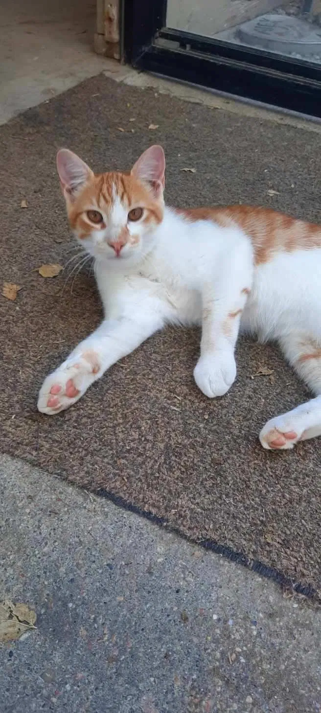 Lost cat in Walton, NE, 68461