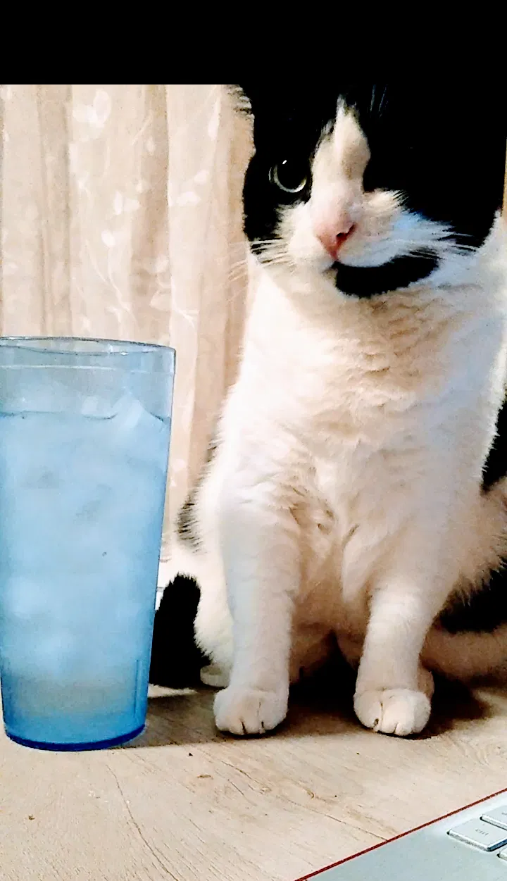 Lost cat in Oakland, TN, 38060