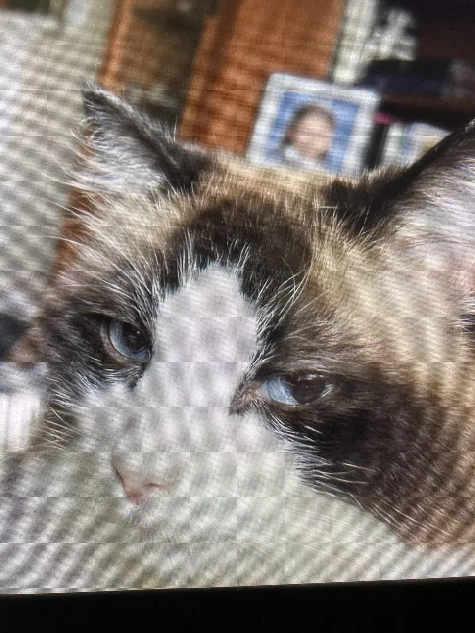 Lost cat in Indianapolis, IN, 46259