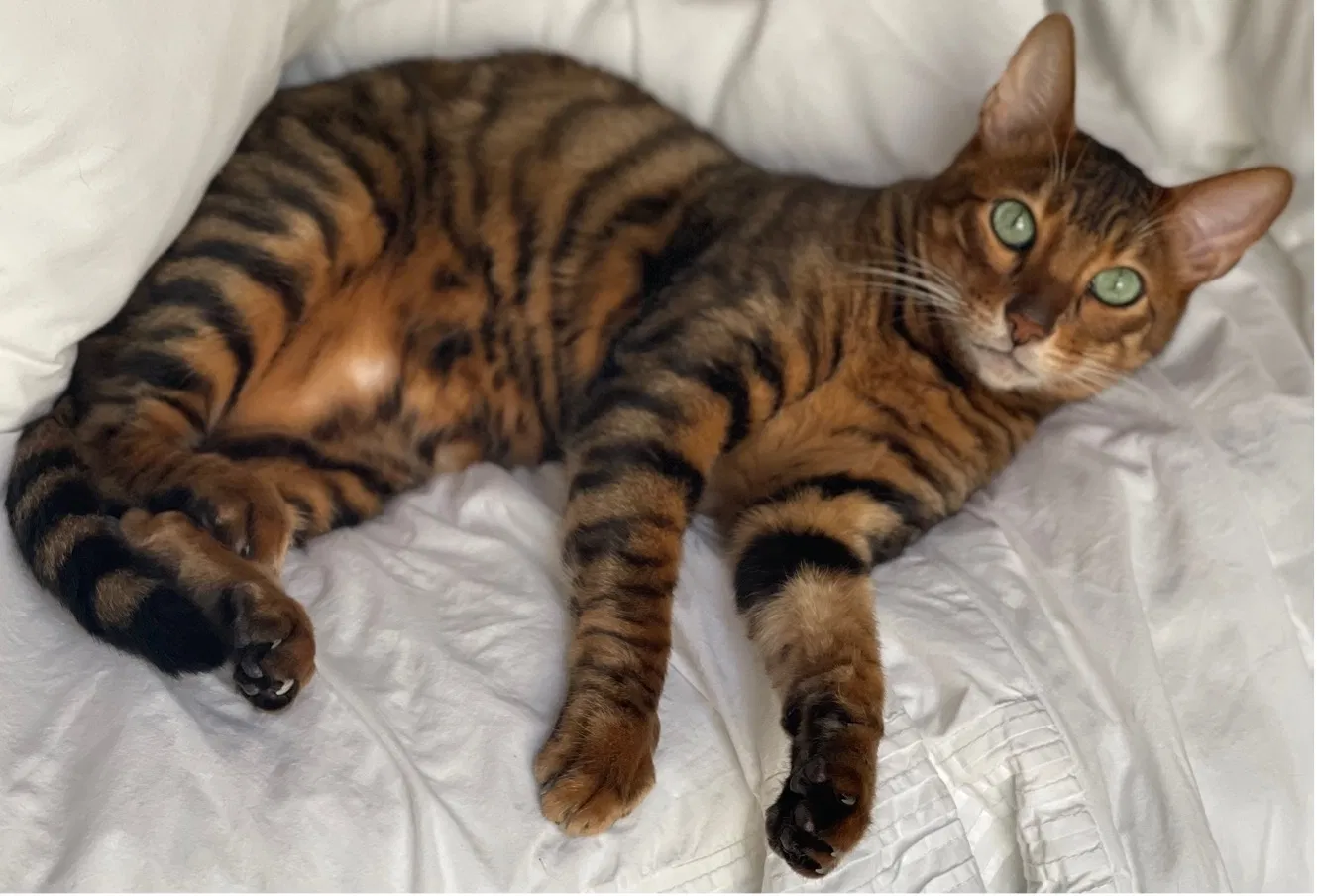 Lost cat in Los Angeles, CA, 90016