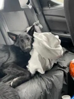 Lost dog in Blanchard, ID, 83804