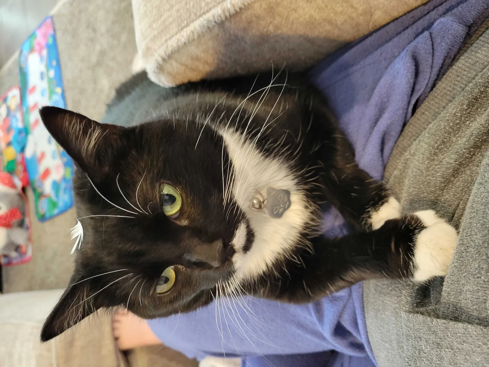 Lost cat in Kansas City, MO, 64155