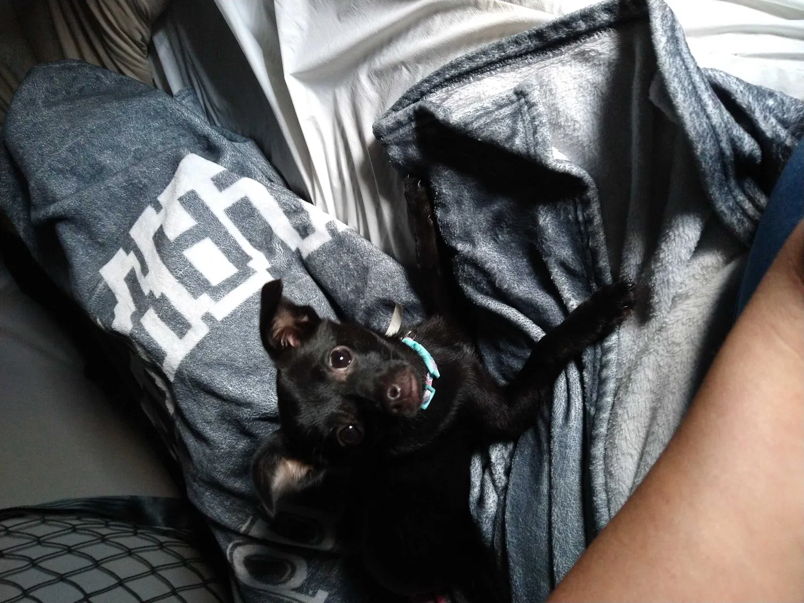 Lost dog in Oklahoma City, OK, 73127