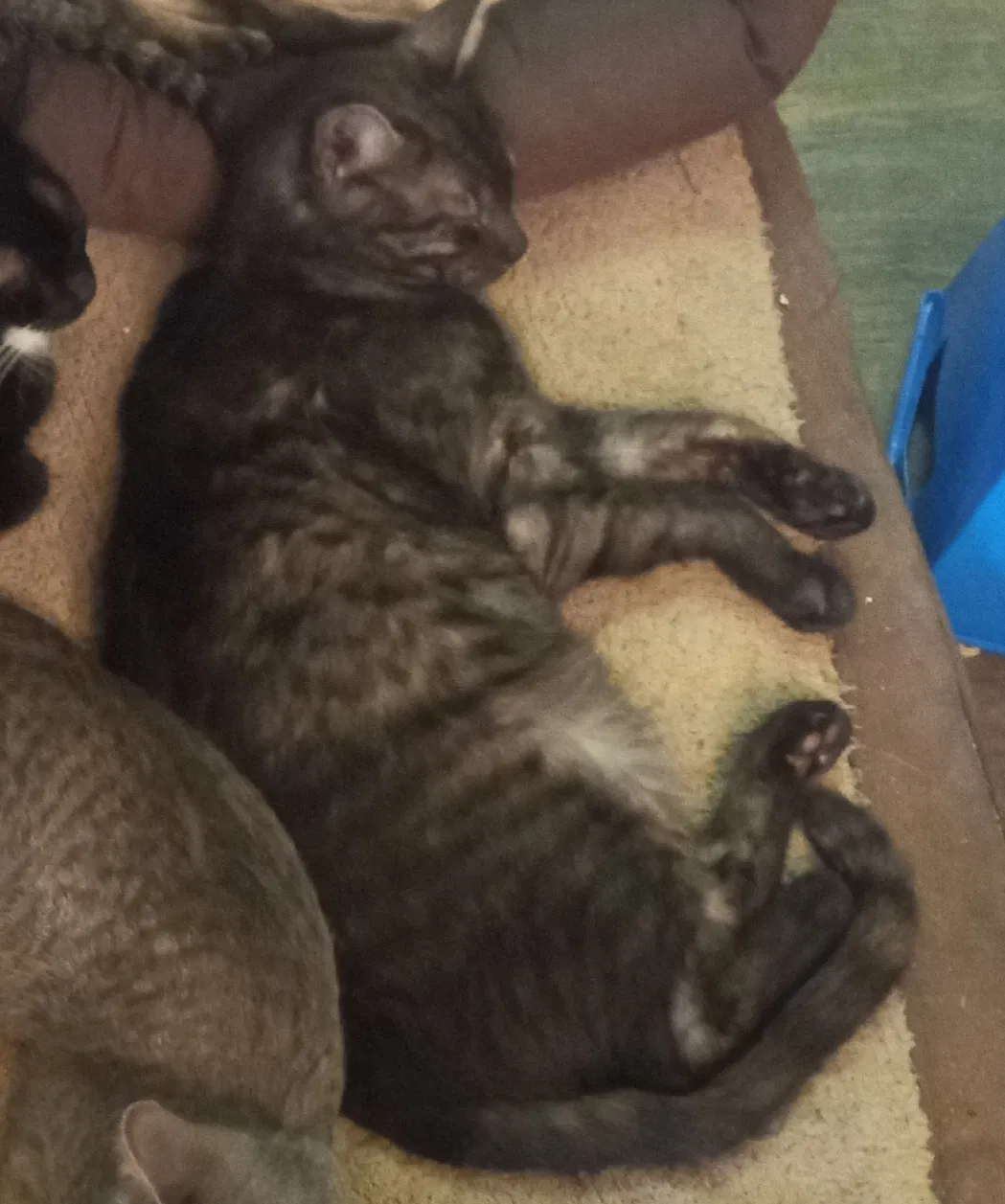 Lost cat in Clearwater, FL, 33764