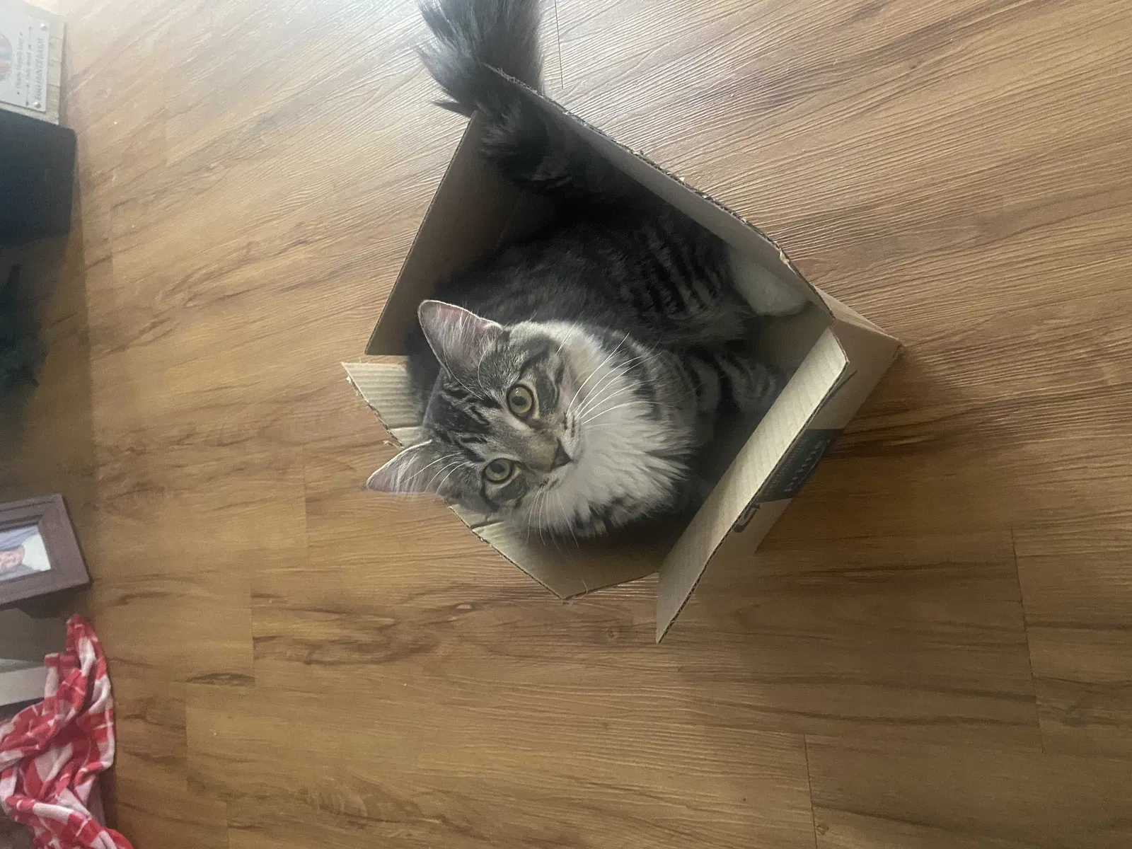 Lost cat in Hopkins, MN, 55305