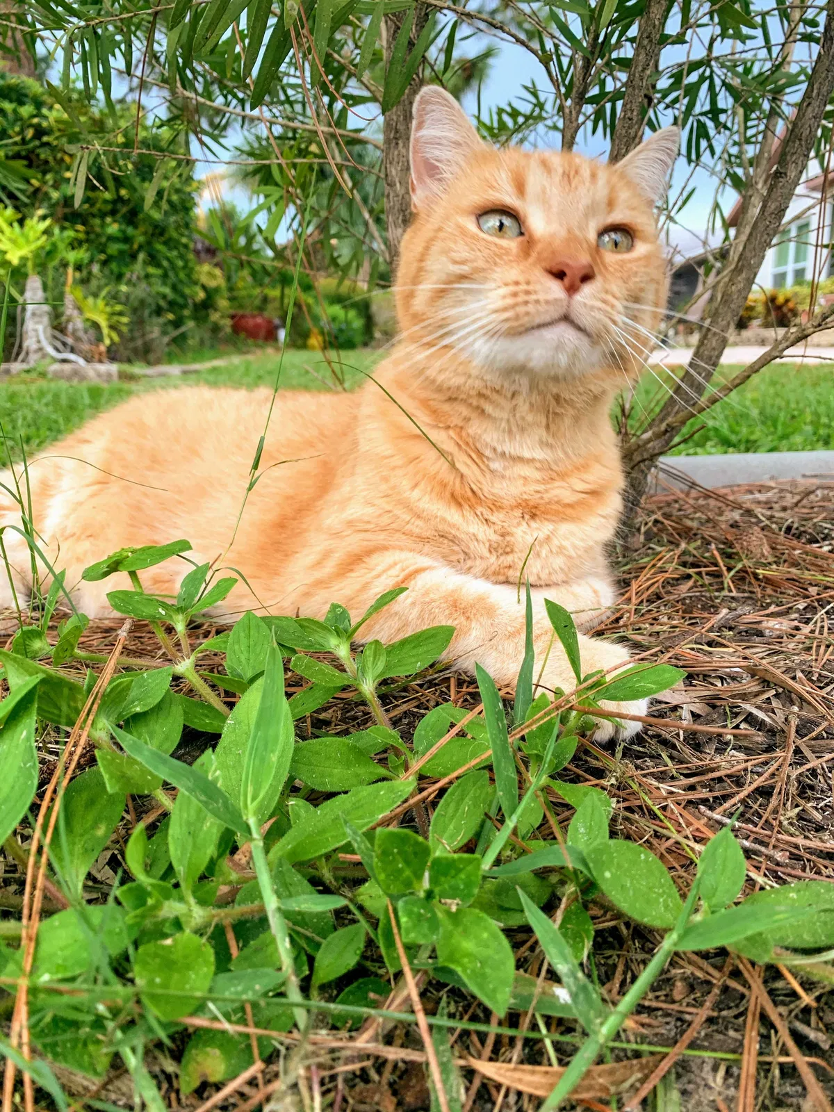 Lost cat in New Port Richey, FL, 34655