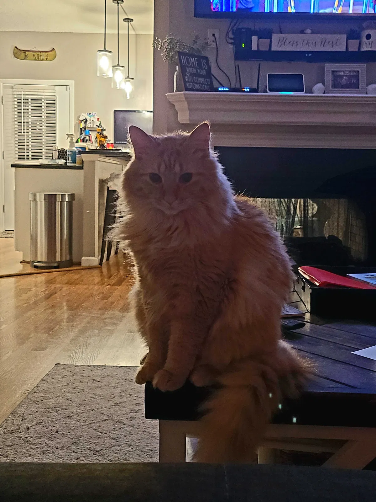 Lost cat in Saint Charles, MO, 63301