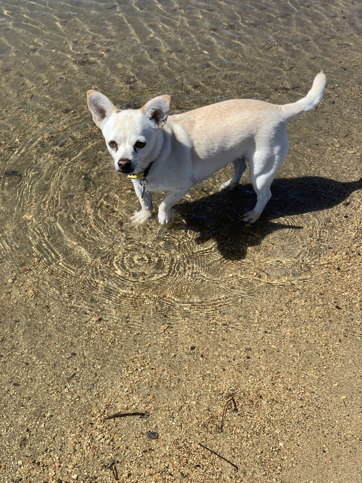 Lost dog in Las Vegas, NV, 89108