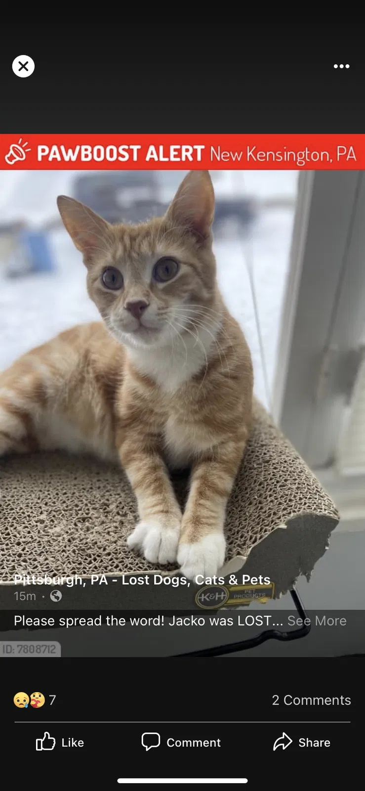 Lost cat in New Kensington, PA, 15068