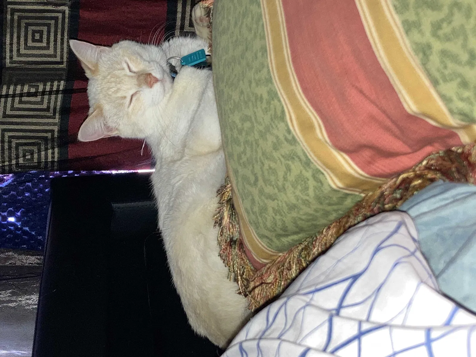 Lost cat in San Antonio, TX, 78213